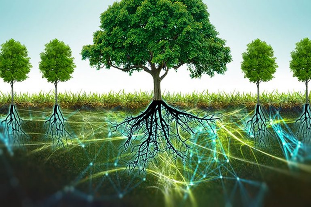Wood Wide Web: Internet Rahasia di Bawah Tanah yang Menghubungkan Pohon